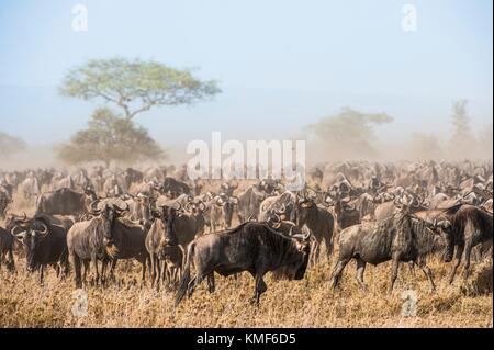 Wildebeest migration. The herd of migrating antelopes goes on dusty savanna. The wildebeests, also called gnus or wildebai, are a genus of antelopes, Stock Photo
