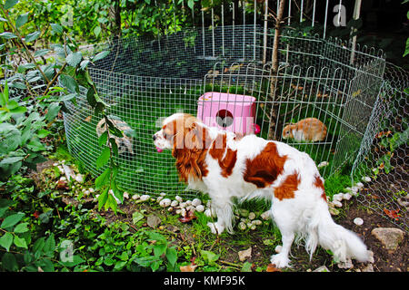 Cute pet rabbit outdoor playground. Cage coop hutch. Lop eared rabbits bunny pets play in the garden. Cute bunnies outdoor photo illustration. Animal playground in the garden. Stock Photo