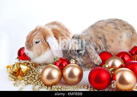 Christmas animals. Cut lop eared rabbit pet friends on isolated white studio background. Rabbits with red and gold christmas ornaments. Christmas pets celebrate holiday together. Stock Photo