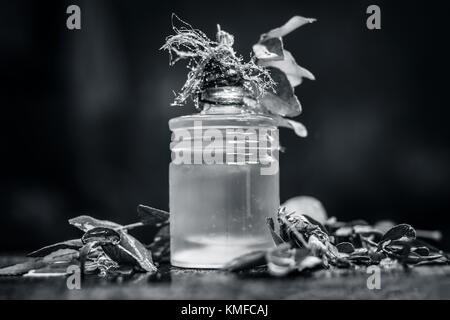 Murraya koenigii,Curry leaves with extracted oil in a transparent bottle.Concept of taking care of hair and skin. Stock Photo