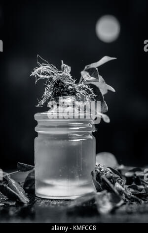 Murraya koenigii,Curry leaves with extracted oil in a transparent bottle.Concept of taking care of hair and skin. Stock Photo