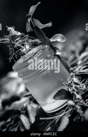 Murraya koenigii,Curry leaves with extracted oil in a transparent bottle.Concept of taking care of hair and skin. Stock Photo