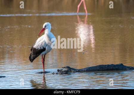 Cigogne Blanche Stock Photo Alamy