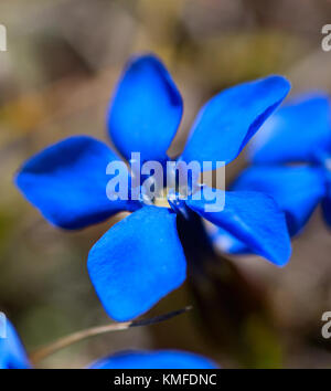 blue flowers of gentiana alpina Stock Photo