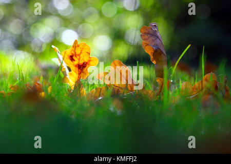 row of autumn fall leaves in the sun on the green grass on a meadow Stock Photo