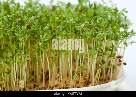 Cress seedlings isolated on white background Stock Photo