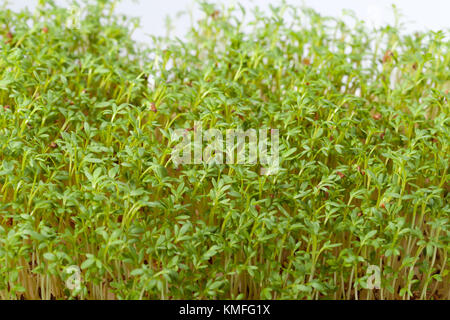 Cress seedlings isolated on white background Stock Photo