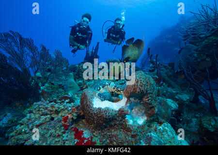 Divers watch the interaction of different species of marine life as they access the same food source. Stock Photo