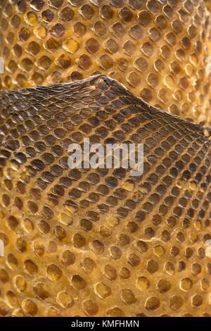 Close up of the skin of an anaconda snake. Stock Photo