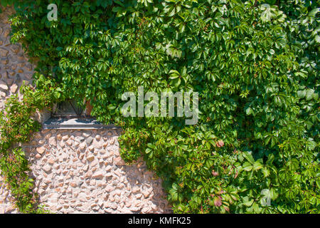 Green wall, fresh green leaves texture background Stock Photo