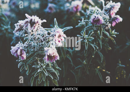 Morning light. Aster in the garden. Stock Photo