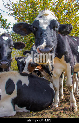 a white and black cow showing teeth to the camera Stock Photo