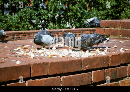 Doves birds on a brick wall eat crumbs of white bread on a bright summer sunny day Stock Photo