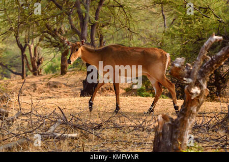 Wild Nilgai or Boselaphus tragocamelus Stock Photo