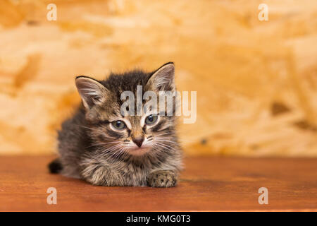 A small gray kitten without a breed lays on a wooden shelf, Stock Photo