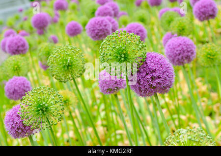 Allium flowers in the garden, purple and green pattern Stock Photo