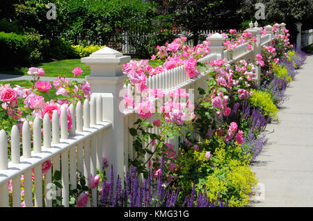 White picket fence and pink climbing roses, blue, green and purple border with salvia, catmint, sage, lady's mantle… Colorful garden border. Stock Photo