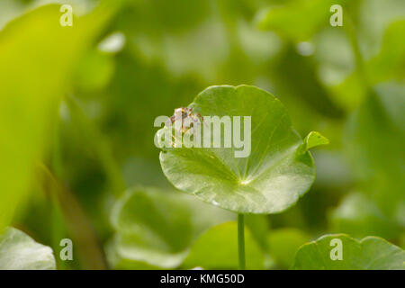 A small brown spider sitting on a water pennywort; picture taken in Chaos Sok National Park, Thailand. Stock Photo