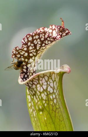 A tropical pitcher plant with a fly sitting on it ready to be caught. Stock Photo