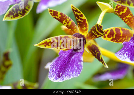 A close up of a zygopetalum orchid. Stock Photo