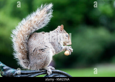 Squirrel eating at Hyde Park, London, England Stock Photo