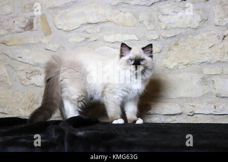 Ragdoll kittens, cats Stock Photo