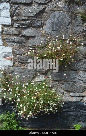 Wallflowers in Stone Wall Stock Photo