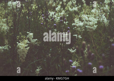 Meadow flowers.Colorful plants. Stock Photo