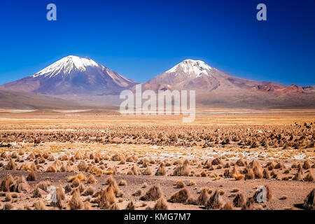 Enormous volcano Nevado Sajama and Parinacota volcanoes located in National Parks in Chile and Bolivia Stock Photo