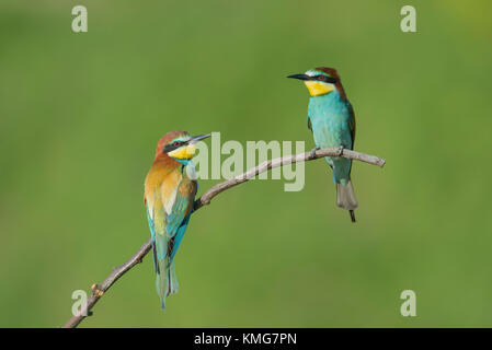 Bienenfresser, European bee eater, Merops apiaster Stock Photo