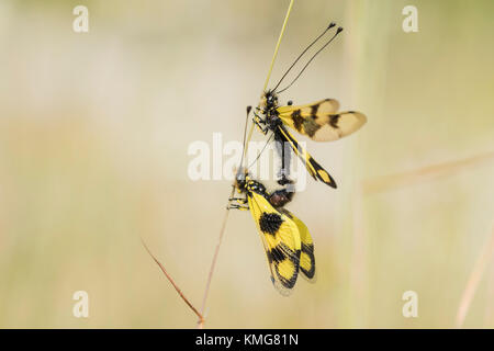 Oestliches Schmetterlingshaft, Libelloides macaronius, Ascalaphid Owlfly from Croatia Stock Photo