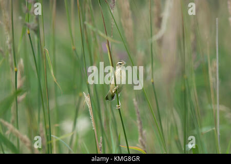 Sedge Warbler, Acrocephalus schoenobaenus, in reed bed in summer, Lancashire, UK Stock Photo