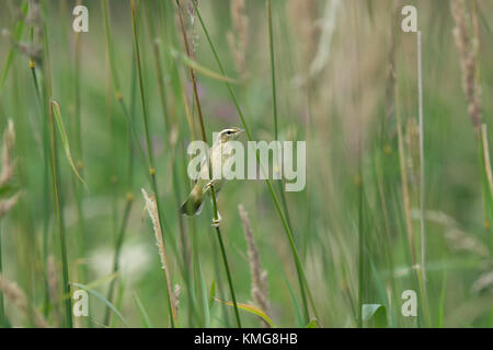 Sedge Warbler, Acrocephalus schoenobaenus, in reed bed in summer, Lancashire, UK Stock Photo