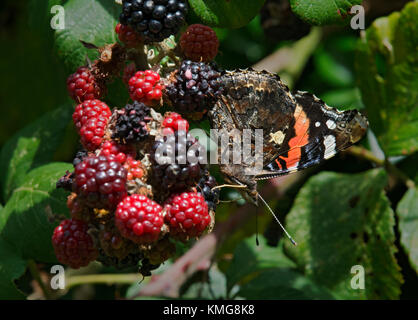 A red admiral butterfly, Vanessa atalanta, feeding on blackberries in a hedgerow, Dorset, UK Stock Photo