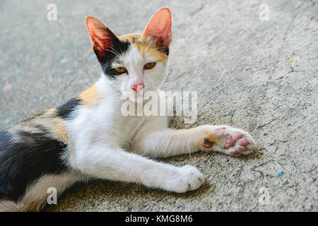 Cat thai with various postures Stock Photo