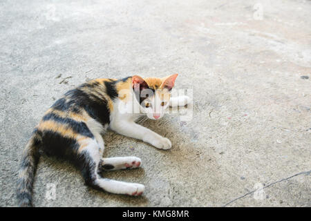 Cat thai with various postures Stock Photo