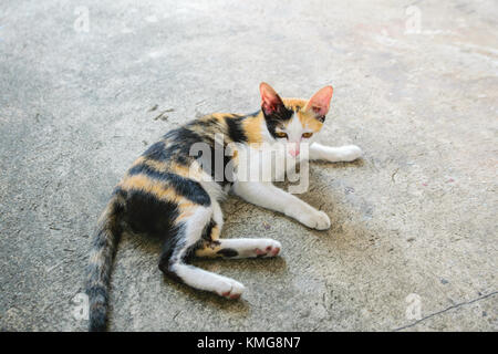 Cat thai with various postures Stock Photo