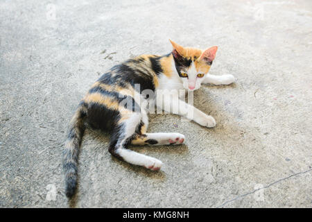 Cat thai with various postures Stock Photo