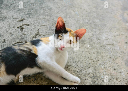 Cat thai with various postures Stock Photo