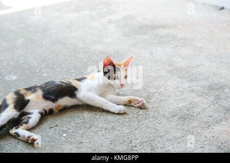 Cat thai with various postures Stock Photo