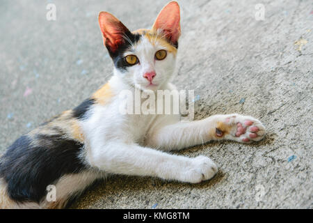 Cat thai with various postures Stock Photo