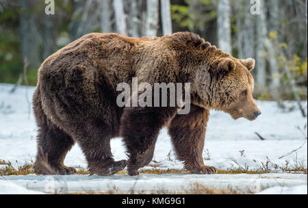 Close up portrait of adult male Brown Bear on a snow-covered swamp in the spring forest. Eurasian brown bear  (Ursus arctos arctos) Stock Photo