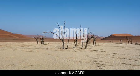 Deadvlei in Namibia is a flat clay pan characterized by dark, dead camel thorn trees contrasted against the white pan floor Stock Photo