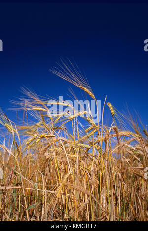 Ripened barley ready for harvest, bright sun deep blue sky. Barley (Hordeum vulgare) a member of the grass family. Stock Photo