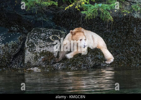 Black bear (ursus americanus) under hanging  lichen and mosses in  the Great Bear Rainforest Stock Photo