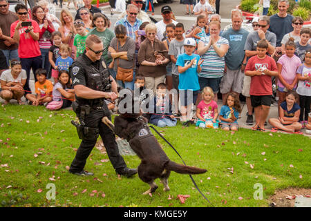 A policeman demonstrates attack dog handling at a demonstration for spectators in Fountain Valley, CA. The German Shepherd dog is from the Netherlands and the policeman's commands are given in the Dutch language. Stock Photo