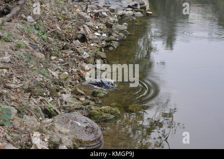 . Flora and fauna at Laldighi, Dalhousie. Laldighi located at BBD Bagh ...