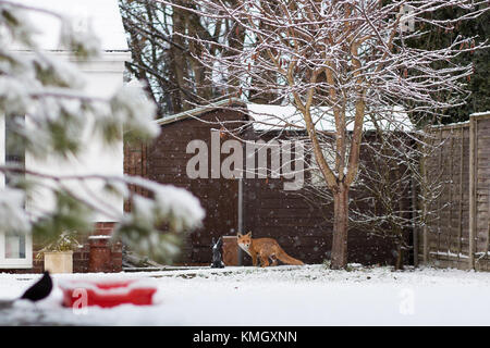 Kidderminster, UK. 8th December, 2017. UK weather: surprised wildlife heads to urban gardens as Worcestershire sees its first heavy snowfall of the season. A wild, UK red fox (Vulpes vulpes) is spotted, isolated outdoors in an urban garden. Credit: Lee Hudson/Alamy Live News Stock Photo