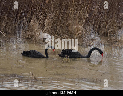 (171212) -- SANMENXIA, Dec. 12, 2017 (Xinhua) -- Black swans are seen at a wetland in Sanmenxia, central China's Henan Province, Dec. 12, 2017. Every year, the migratory swans come from Siberia to spend the winter here.  (Xinhua/Gu Lilin) (lb) Stock Photo