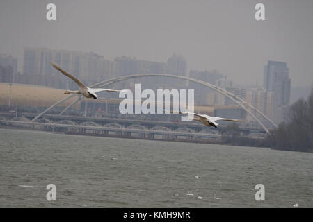 (171212) -- SANMENXIA, Dec. 12, 2017 (Xinhua) -- White swans fly at a wetland in Sanmenxia, central China's Henan Province, Dec. 12, 2017. Every year, the migratory swans come from Siberia to spend the winter here.  (Xinhua/Gu Lilin) (lb) Stock Photo